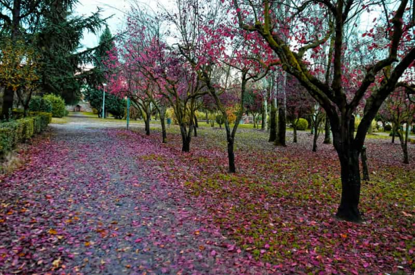 El Parque de los Jesuitas: Naturaleza en la Ciudad